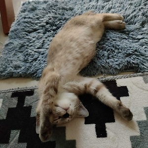 なぜ人は猫好きか