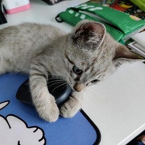 我が家のアイドル ごますけくん