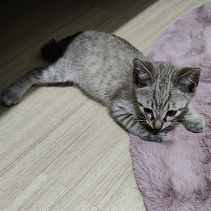 来たばかりのゴマ助