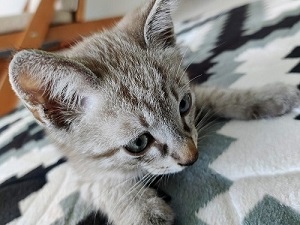 小さいごますけ