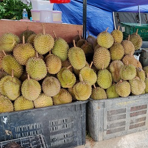 ドリアンって マレーシア語