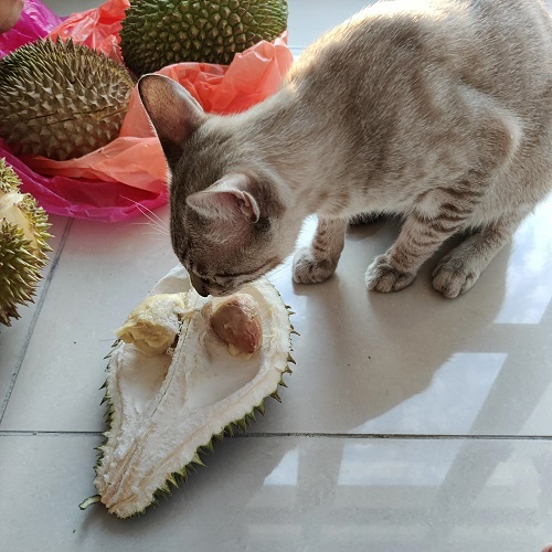 ごまとドリアン